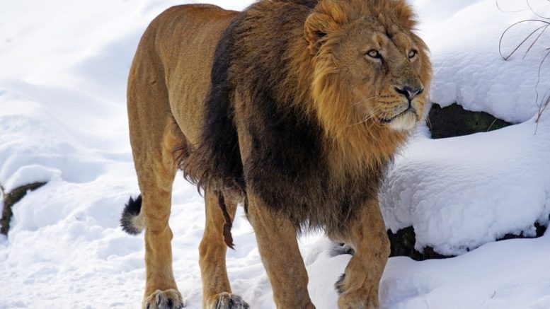 Ostravský lev odcestoval do pražské zoo